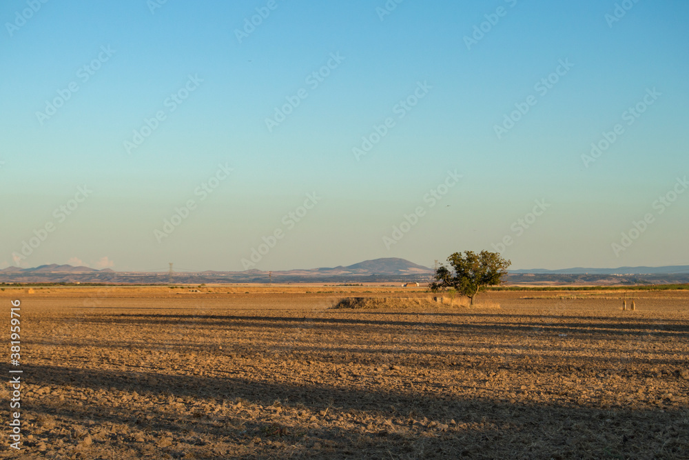 small tree in a dirt field with the sky in the background at sunset