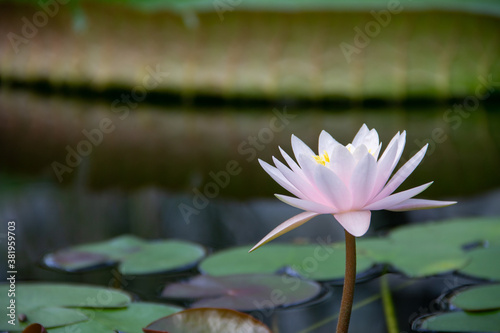 water Lily plant flower close up