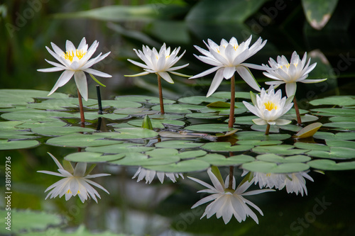 a group of white lotuses is reflected in the water