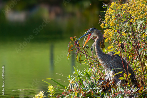 Close up image of a great blue heron (Ardea herodias) with its mouth open wide, hiding among the reeds. Image also shows the wetland swamp with tall grass like plants. photo