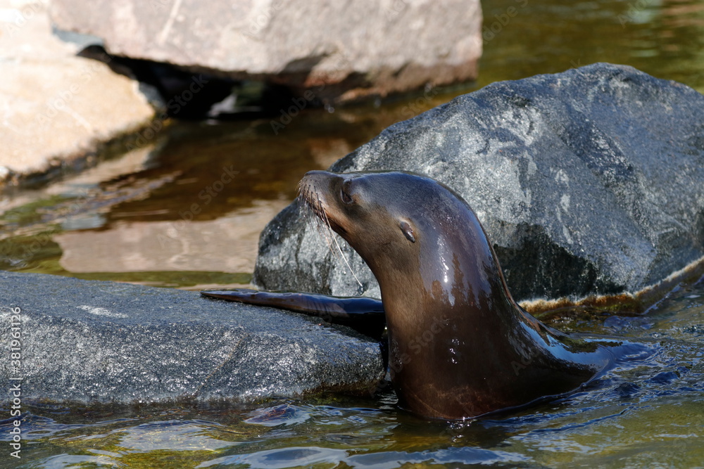 Obraz premium Robbe im Wasser