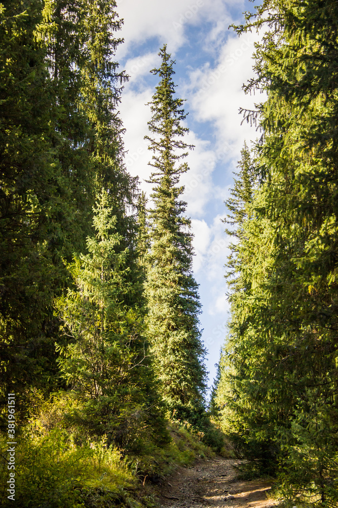 Mountain pathway between spruce trees. Landscape shot taken in Kazakhstan Mountain pathway between spruce trees. Landscape shot taken in Kazakhstan
