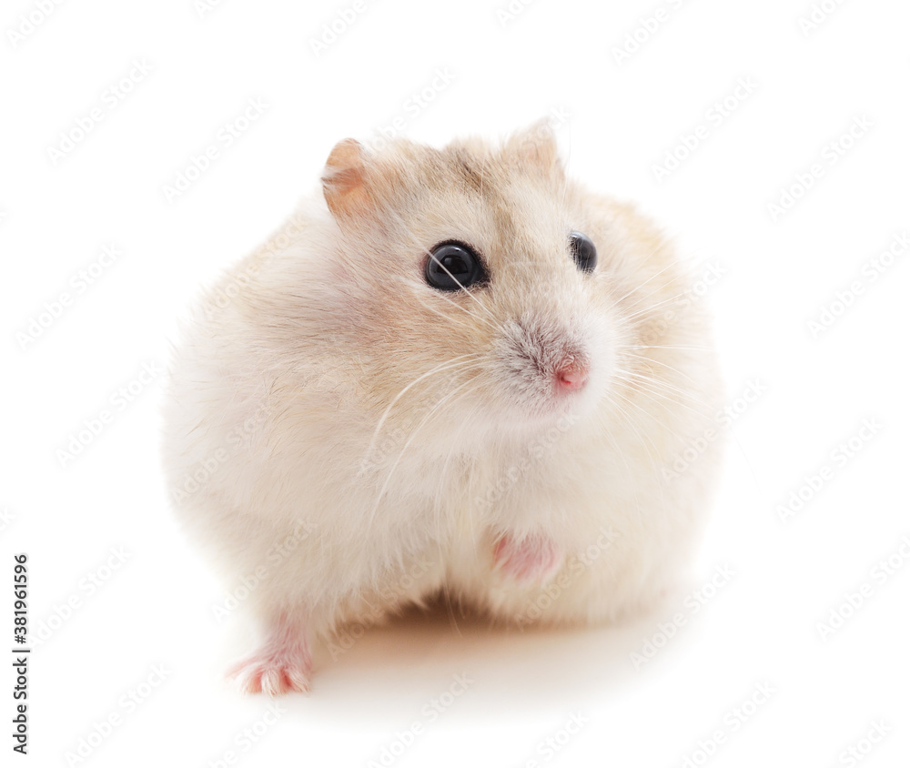 Little onel hamster. Little onel hamster.