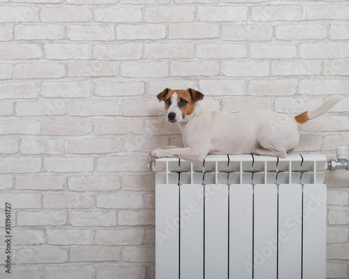 Fotografia Dog jack russell terrier lies and warms himself on a heating radiator on brick w