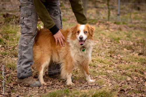 Cute blind happy mix breed dog in autumn park getting pet  by woman