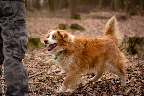 Cute blind happy mix breed dog in autumn park