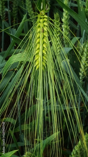 Green wheat macro