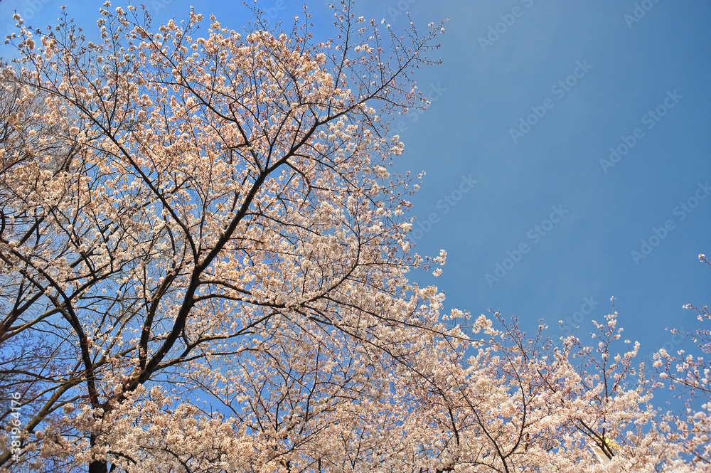 桜