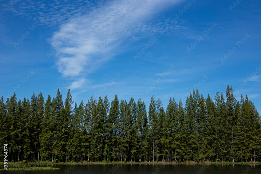 The pine trees with blue sky and green water in forest lake