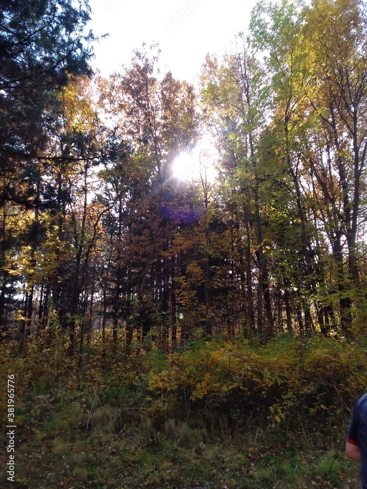 autumn forest in the morning