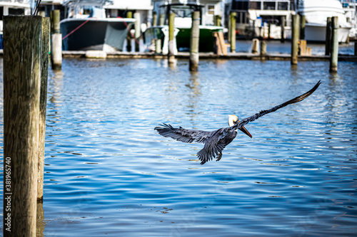 LOUISIANA BROWN PELICAN photo