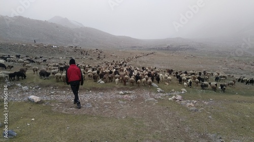 A shepherd taking back his livestock towards the cattle shed as clouds reaches ground and its ready to begin snowfall. Shimshal pass Hunza Pakistan