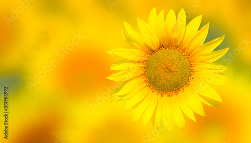 Fototapeta Naklejka Na Ścianę i Meble -  Field of blooming sunflower, blured sunflower field in the background