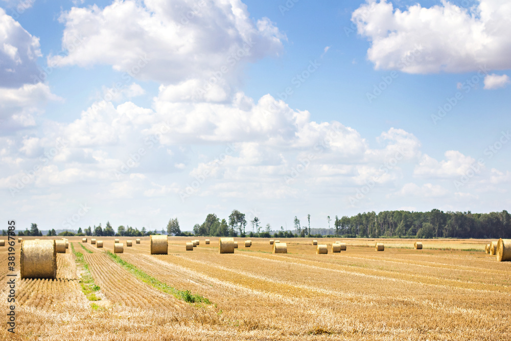 A field with mown wheat and sheaves and a blue sky with clouds.