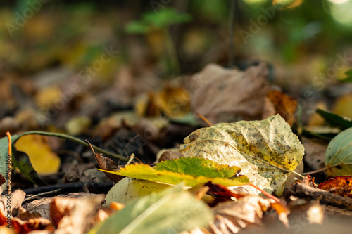 orange dry maple leaves on a ground
