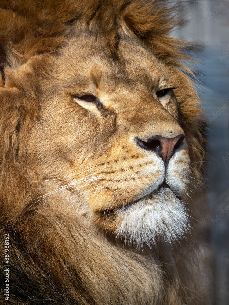 Close-up portrait of a lion. The head of a predator in a semi-profile. The animal looks to the side. The eyes are narrowed. Leo is calm.