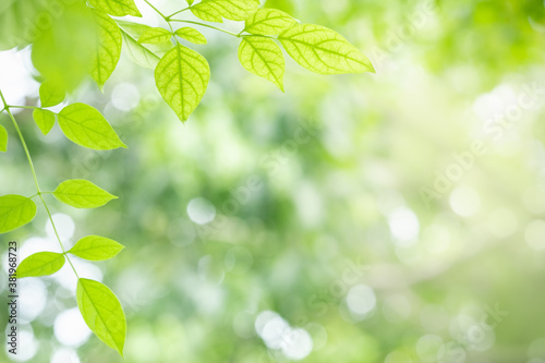 Closeup nature view of green leaf on blurred greenery background with copy space using as background natural green plants landscape  ecology  fresh wallpaper concept.