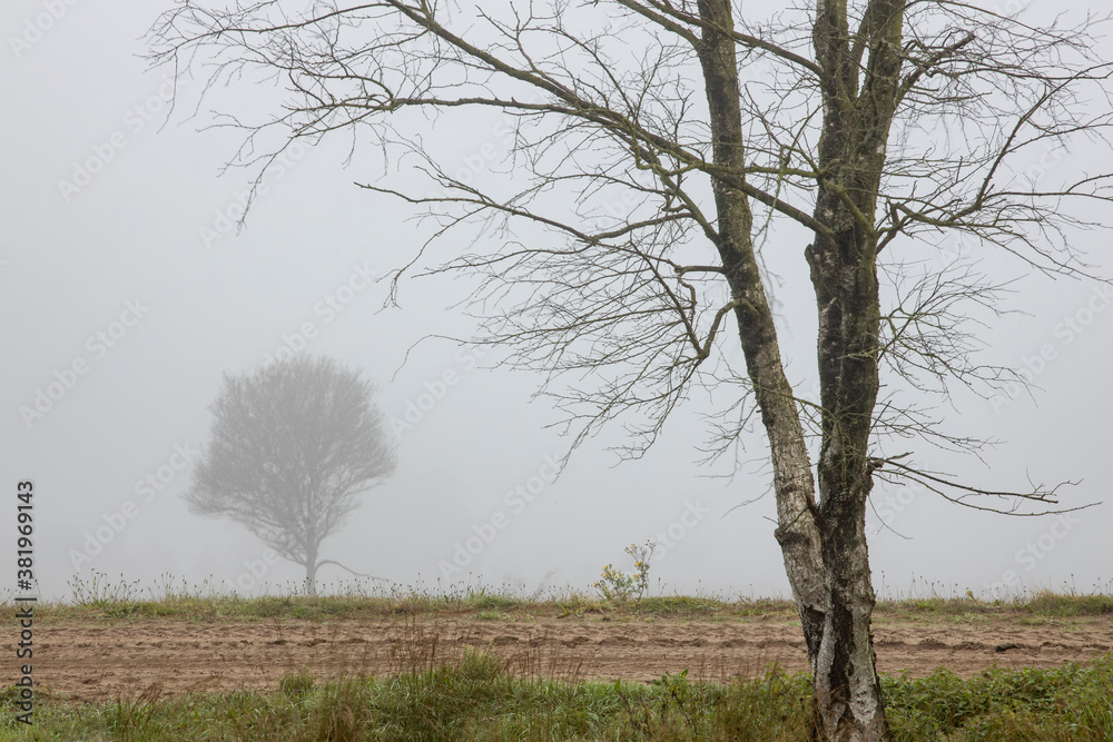 Fototapeta premium Detail of birch tree in the foreground with a white misty background and a small tree in the distance obscured by the foggy air behind a dirt road passing between
