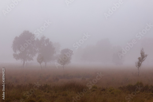 Purple haze of heather moorland landscape wading in foggy mist with a couple of washed out birch trees in a row with faint vegetation in the background
