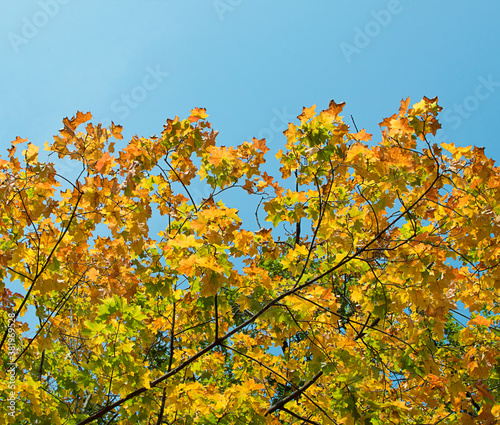 Fototapeta Naklejka Na Ścianę i Meble -  fall yellow maple leaves in the blue sky