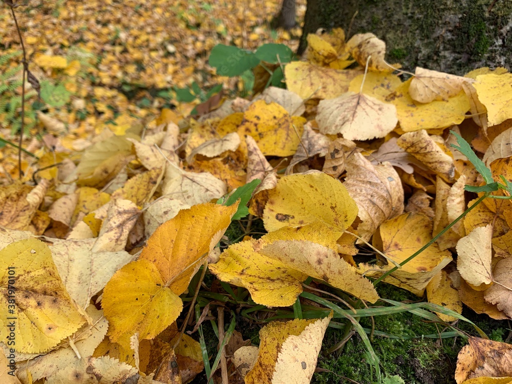 Yellow dry leaves on the ground, autumn leaves background Yellow dry leaves on the ground, autumn leaves background