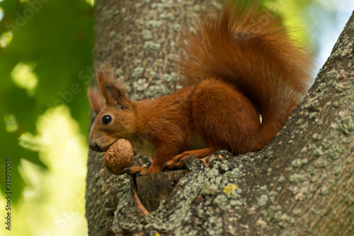 Red fluffy squirrel in a autumn forest. Curious red fur animal among dried leaves. © Hanna Aibetova