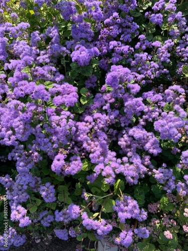 Fluffy purple flowers background