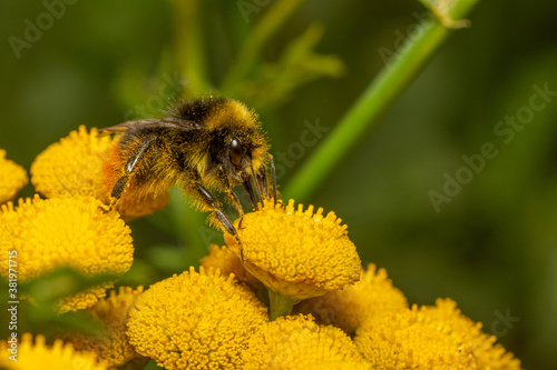 bumblebee on a yellow flower