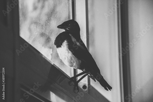 Bird