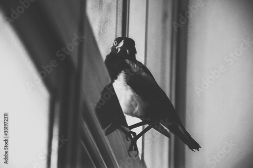 Bird