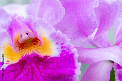 Fototapeta Naklejka Na Ścianę i Meble -  Beautiful Purple orchid closeup for background 