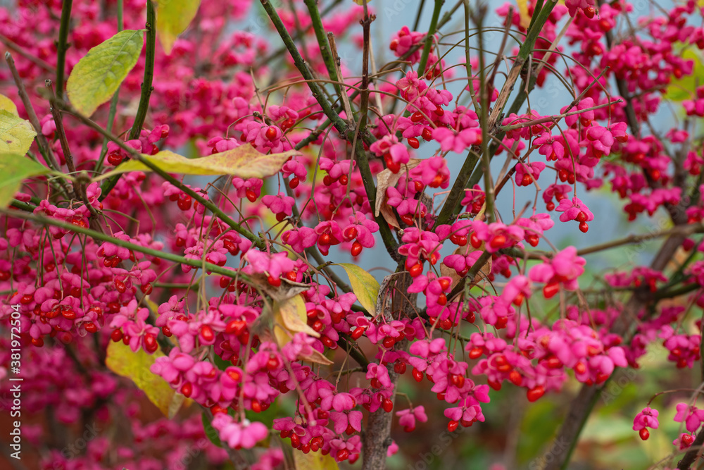 pink blossoms of the spindle tree