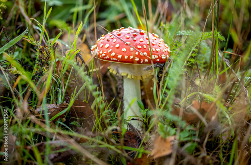 Young fly agaric mushroom with bright red cap, white dots and yellow fringes among autumn fallen leafs and green grass. Autumn season concept.