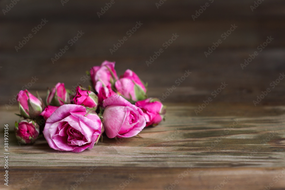 Fototapeta premium Buds and blossoming flowers of a pink teahouse, wooden background, place for text. Bright beautiful flowers for making aromatic tea