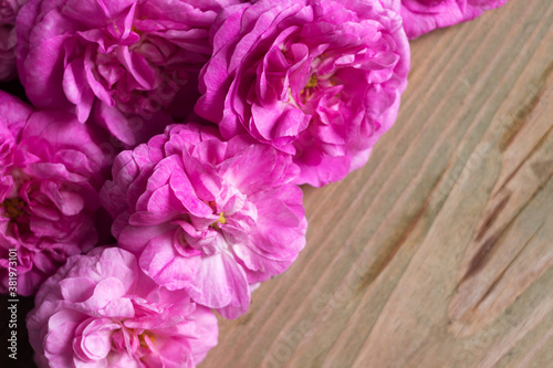 Many blossoming flowers of a pink tea house, wooden background, texture. Place for text