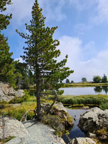 Bergsee Tannen Felsen