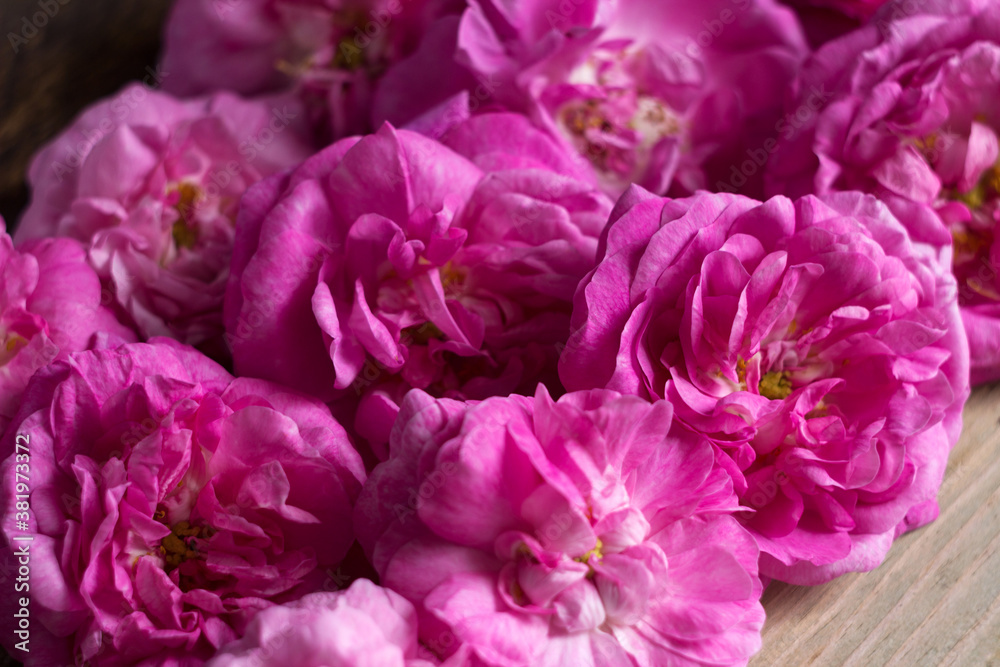 A lot of blossoming flowers of a pink teahouse, background, texture. Bright beautiful flowers for making aromatic tea