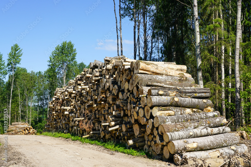 deforestation area, stack of cutted trees ready for transportation on blue sky background