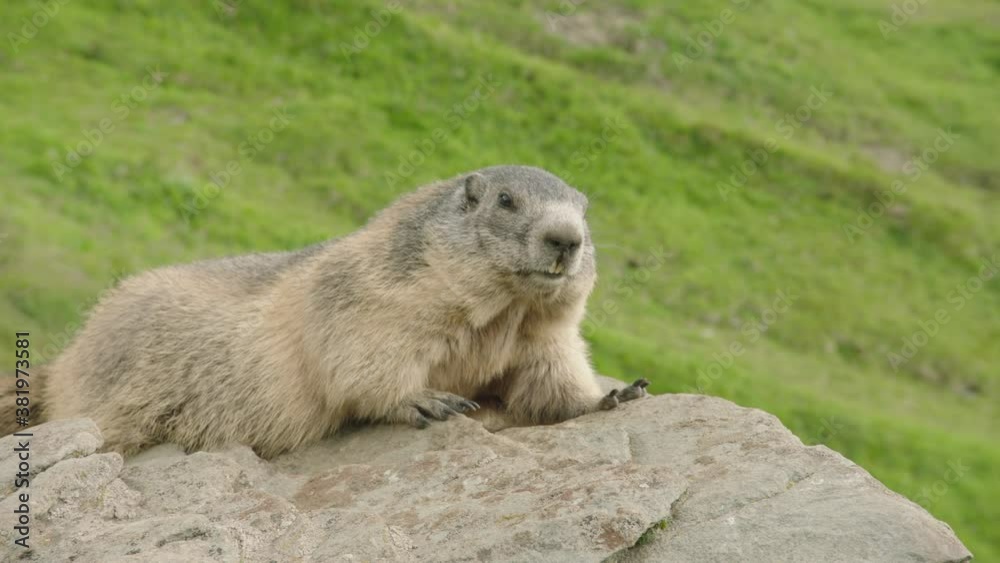 Alpine marmot laying down on rock, Europe Alpine marmot laying down on rock, Europe