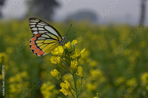 butterfly on yellow flower © NILIMESH