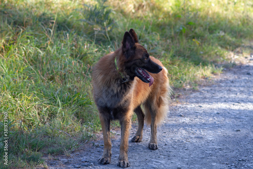 chien berger tervuren photo