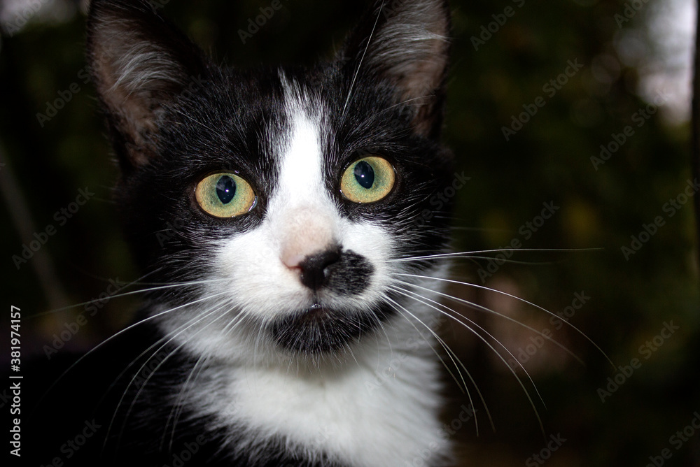 black and white cat