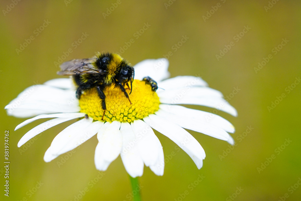 bumble bee sucks flower nectar from daisies bumble bee sucks flower nectar from daisies