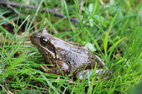 A frog hiding in fresh green gras