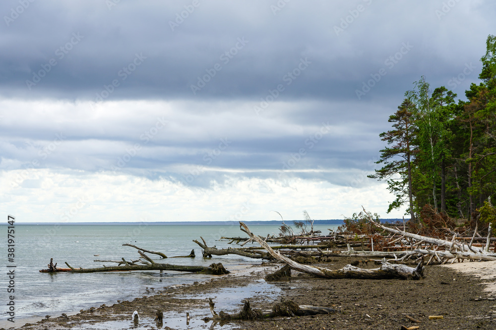 storm broken trees on the baltic sea coast
