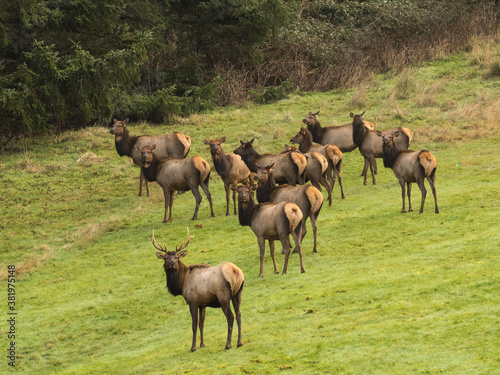 A bull elk with his harem, grazing on the grass lawn at Ecola State Park near Canon Beach on the north Oregon coast