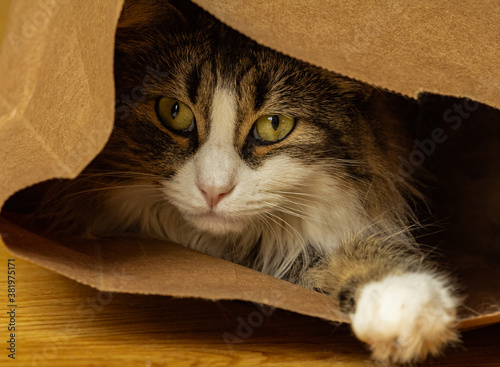 Long-haired tabby cat with white face peeking out from a brown paper bag.