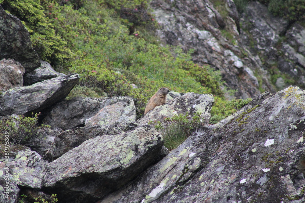 Groundhog enjoying its life in the Austrian Alps 