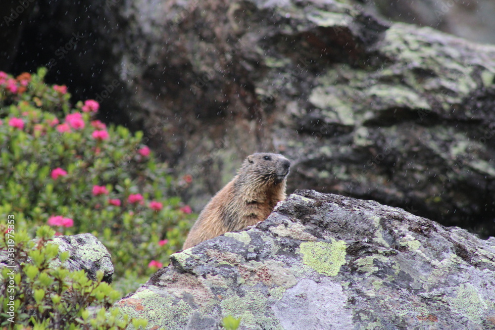 Groundhog enjoying its life in the Austrian Alps Groundhog enjoying its life in the Austrian Alps