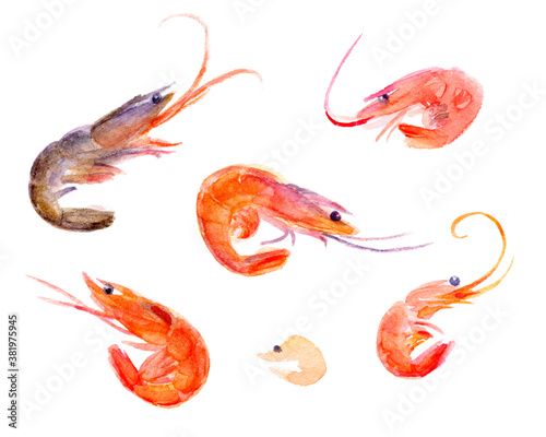 Watercolor boiled shrimps. Isolated on white background. 